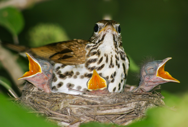 A wood thrush next with yelling chicks