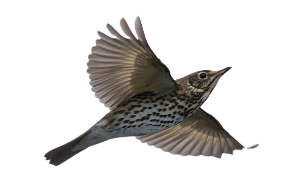 A flying wood thrush