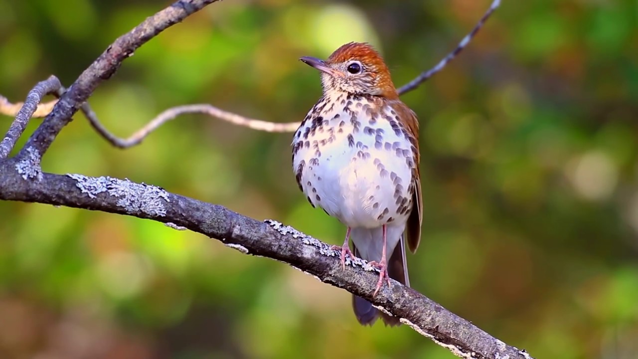 A wood thrush